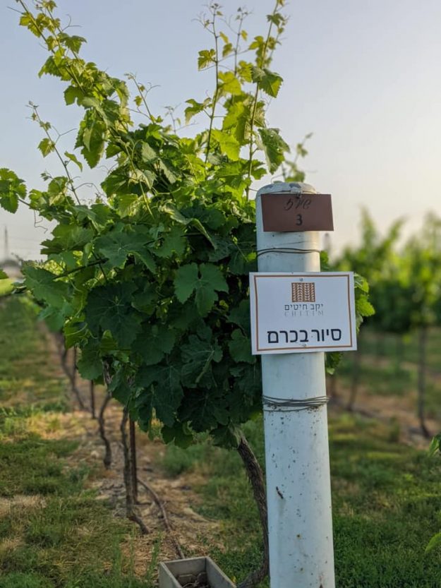 שלט סיור בכרם