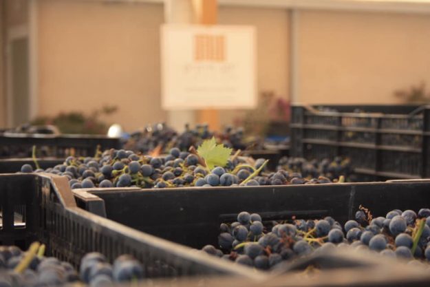 ענבים מוכנים לקרשר