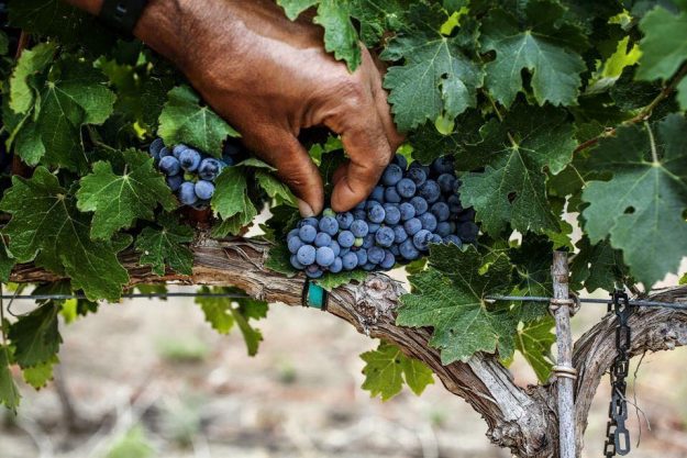 יד מלטפת ענבים בכרם