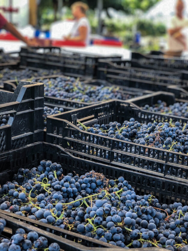 ארגזים מלאים בענבים