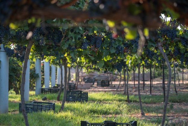 ארגזים מוכנים לבציר