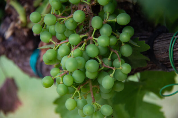 ענבים לא בשלים