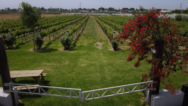 תמונת רחפן של הכרם